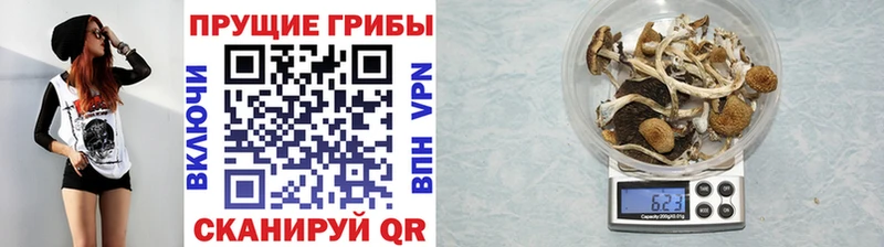 где продают наркотики  MEGA онион  Псилоцибиновые грибы ЛСД  Приволжск 